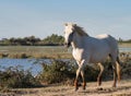 Wild white horse of the Camargue Royalty Free Stock Photo