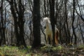 Wild white horse caught in Letea Forest, Romania. Horse among the trees, day photo. Royalty Free Stock Photo