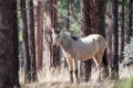 Wild white horse in the forest Royalty Free Stock Photo