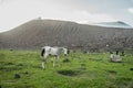 Wild white horse in a green meadow under an active volcano