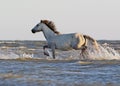 A wild white horse stands on a sand bank