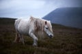 Wild white horse, on a welsh mountain near Llangorse lake Royalty Free Stock Photo