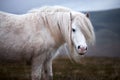 Wild white horse, on a welsh mountain near Llangorse lake Royalty Free Stock Photo