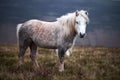 Wild white horse, on a welsh mountain near Llangorse lake Royalty Free Stock Photo