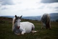 Wild white horse, on a welsh mountain near Llangorse lake Royalty Free Stock Photo