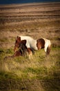 Wild white horse Royalty Free Stock Photo