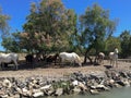 Wild white horses and black bulls - Camargue, Southern France Royalty Free Stock Photo