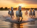 Wild white horses of Camargue running on water at Southern Royalty Free Stock Photo