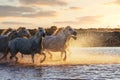 Wild White Horses of Camargue running on water at sunset. France Royalty Free Stock Photo