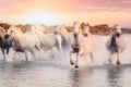 Wild white horses of Camargue running on water at sunset. Southern France Royalty Free Stock Photo