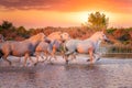 Wild white horses of Camargue running on water at sunset. Southern France Royalty Free Stock Photo