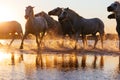 Wild white horses of Camargue running on water at sunset. Southern France Royalty Free Stock Photo