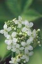 Wild white little flowers Royalty Free Stock Photo