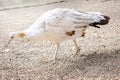 wild white male peacock bird with feathers,plumage. Indian peafowl with tail walking in open park Royalty Free Stock Photo