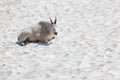 White Mountain Goat Royalty Free Stock Photo