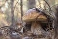 Wild white mushroom boletus porcini in the autumn forest Royalty Free Stock Photo