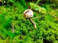 A wild white mushroom in the deep forest