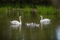 Wild white mute swan family