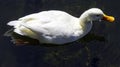 Wild white Pekin long island duck - River Lee Country Park, UK