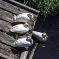 Wild white Pekin long island ducks - River Lee Country Park, UK Royalty Free Stock Photo