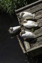 Wild white Pekin long island ducks - River Lee Country Park, UK Royalty Free Stock Photo