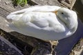 Wild white Pekin long island ducks - River Lee Country Park, UK Royalty Free Stock Photo