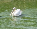 Seaside town of Berdyansk Zaporozhye region. Exotic birds and animals of the local zoo rest peacefully in the eyes of viewers duri