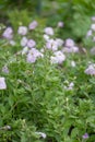 Wild white petunia, Petunia axillaris, flowering plant Argentina Royalty Free Stock Photo