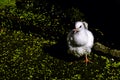 Wild white pigeon / release dove in Warwick, Warwickshire, UK