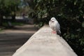 A wild white pigeon is sitting Royalty Free Stock Photo