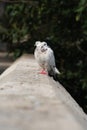 A wild white pigeon is sitting Royalty Free Stock Photo