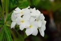 Wild white plumeria flower of Hawaii