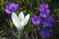 Wild White and purple spring crocus Royalty Free Stock Photo