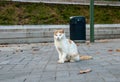 Wild white red cat at Verona streets Royalty Free Stock Photo