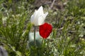 Russia. Wild white and red tulips in green grass in spring steppe in Kalmykia Royalty Free Stock Photo