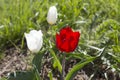 Russia. Wild white and red tulips in green grass in spring steppe in Kalmykia Royalty Free Stock Photo