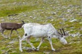 Wild white reindeer in the tundra of Knivskjellodden,  Norway Royalty Free Stock Photo