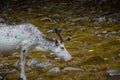 Wild white reindeer in the tundra of Knivskjellodden,  Norway Royalty Free Stock Photo