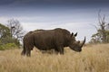 Wild white rhinoceros at Kruger national park, South Africa Royalty Free Stock Photo