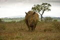 Wild white rhinoceros in Kruger national park, SOUTH AFRICA Royalty Free Stock Photo