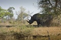 Wild white rhinoceros, Kruger national park, SOUTH AFRICA Royalty Free Stock Photo