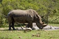 Wild white rhinoceros taking mud bath at Kruger park, South Africa Royalty Free Stock Photo