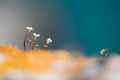 Wild white rock flowers - selective focus, copy space Royalty Free Stock Photo