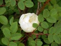 Wild white rose on a bush branch Royalty Free Stock Photo