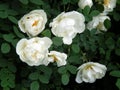 Wild white rose on a bush branch Royalty Free Stock Photo