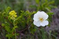 Wild white Rose closeup Royalty Free Stock Photo