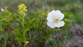 Wild white Rose flower closeup Royalty Free Stock Photo