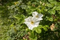 Wild white rose, Rosa Rugosa Alba Plena flower Royalty Free Stock Photo