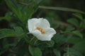 Wild white rose Royalty Free Stock Photo