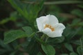 Wild white rose Royalty Free Stock Photo